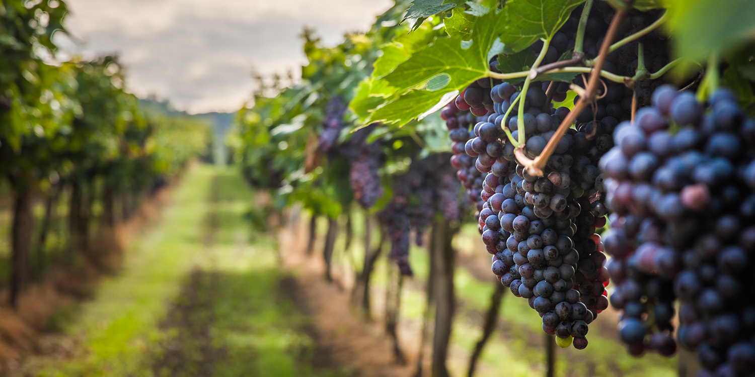 WELCOME TO RODEWAY INN FALLBROOK LOCATED NEAR TOP WINERIES